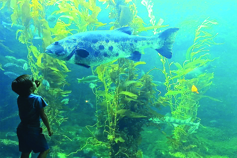 Birch Aquarium 101 Things To Do San Diego