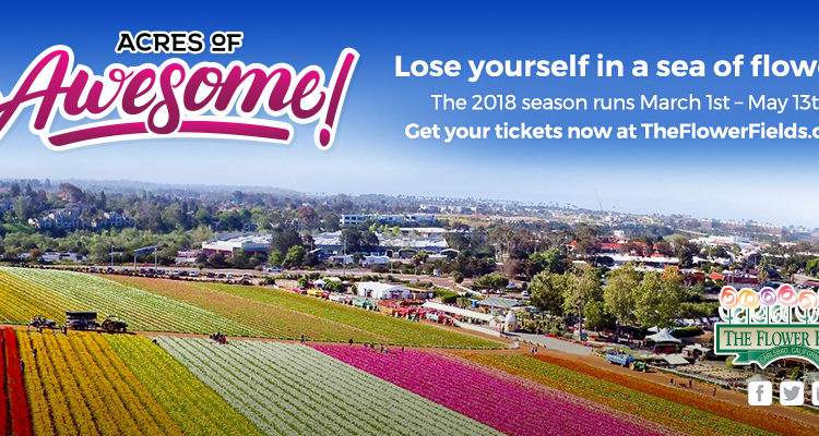 The Flower Fields at Carlsbad Ranch