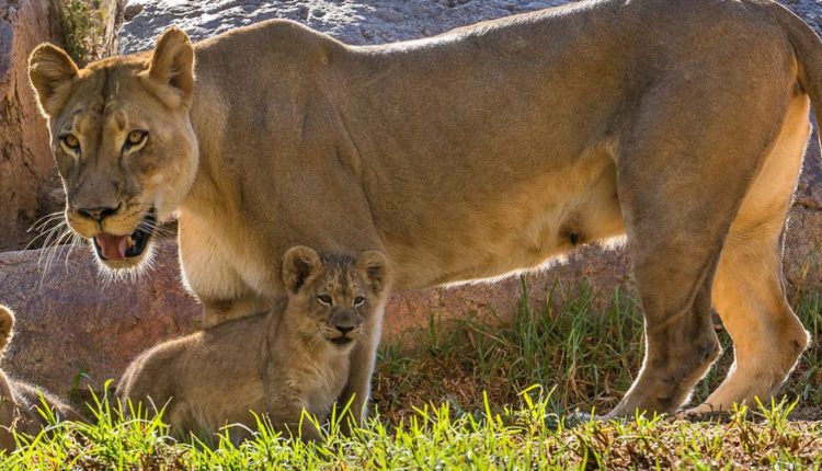 SD Zoo Safari Park 4