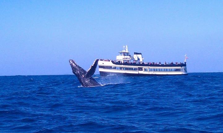 whale_1