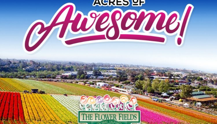 Flower Fields 800 x 533