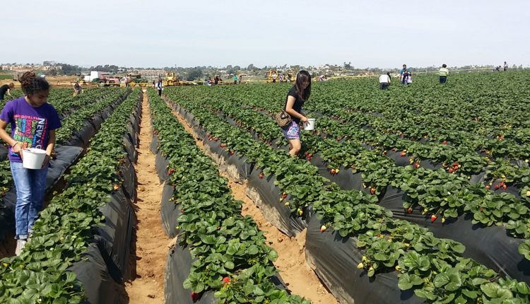 Pick Your Own Strawberries