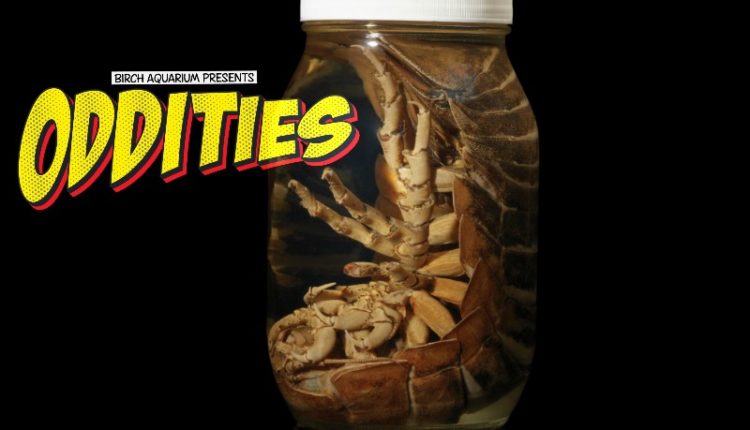 Things To Do This Week