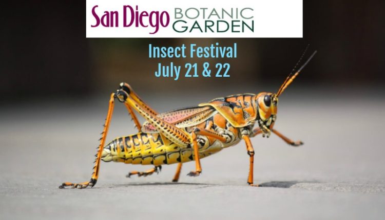 SD Botanic Insect 800 x 533