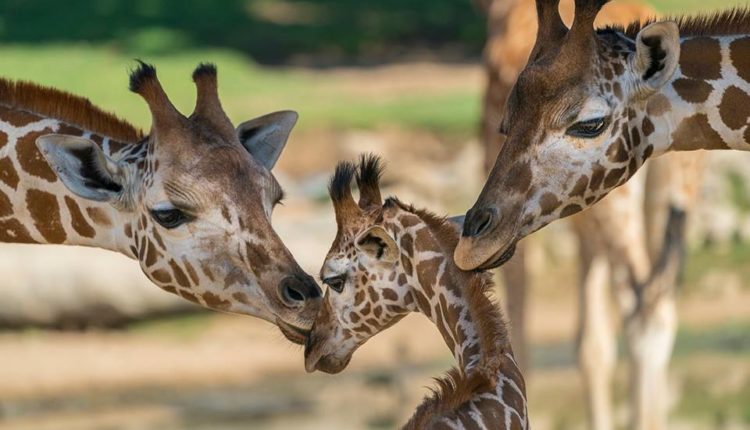 SD Safari Giraffes
