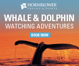 Hornblower 2018 Whale Watching 300 x 250